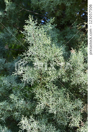 Trees: Blue Ice, Cupressaceae Trees: Blue Ice, Cupressaceae 123057506