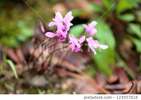 仙客來花小 graecum 123057818