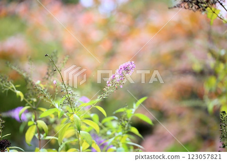 可愛的醉魚花 123057821