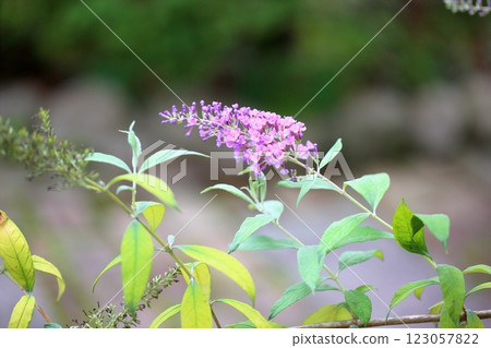 可愛的醉魚花 123057822