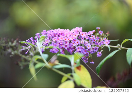 Cute Buddleia flower Cute Buddleia flower 123057823