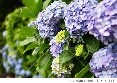 藍色繡球花 123058151