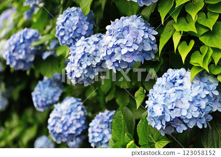 繡球花盛開在雨季的清除 繡球花盛開在雨季的清除 123058152