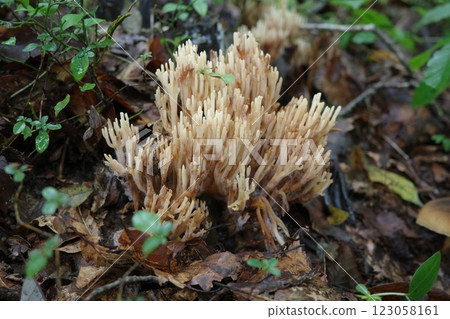 A mushroom called 'Hanahoukitake', which represents the broadleaf forest in autumn 123058161