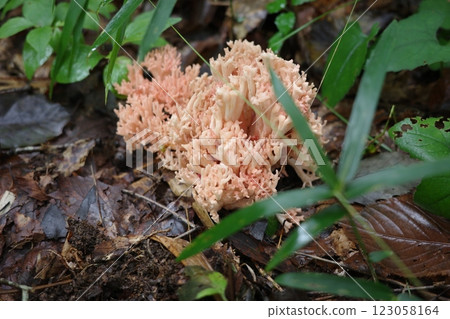 A mushroom called 'Hanahoukitake', which represents the broadleaf forest in autumn 123058164