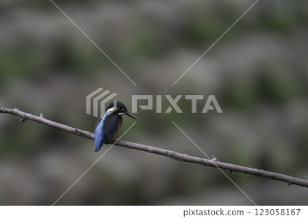 停在樹枝上的金魚 123058167