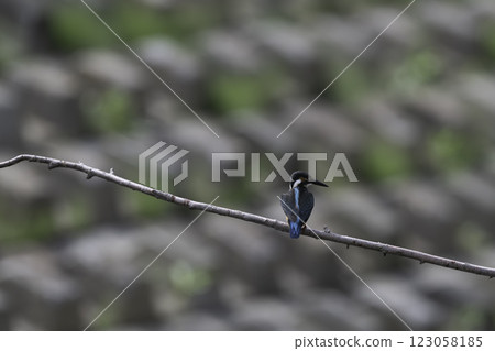 停在樹枝上的金魚 停在樹枝上的金魚 123058185