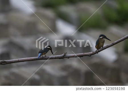 兩隻翠鳥棲息在樹枝上 兩隻翠鳥棲息在樹枝上 123058198