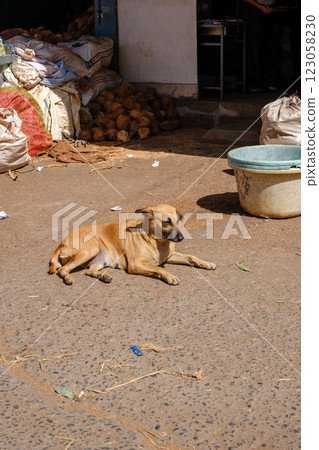 India_Street corner scenery with stray dogs India_Street corner scenery with stray dogs 123058230