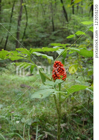 秋天裡日本蟋蟀的鮮紅色果實 秋天裡日本蟋蟀的鮮紅色果實 123058250