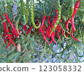 紅辣椒 123058332