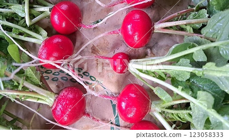 20天蘿蔔蘿蔔 123058333