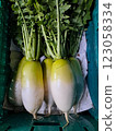 日本蘿蔔 123058334
