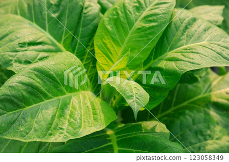 Tobacco leaf plant grow at field 123058349