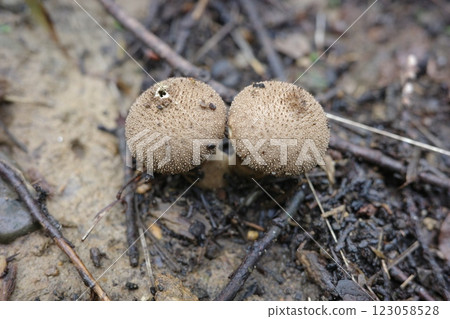 秋天的森林裡出現了馬勃菇、毛地黃 123058528