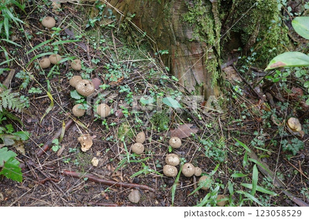 秋天的森林裡出現了馬勃菇、毛地黃 秋天的森林裡出現了馬勃菇、毛地黃 123058529