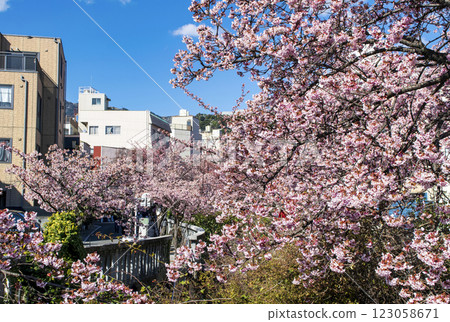 靜岡縣熱海市熱海櫻花、絲川散步道、2月初 123058671