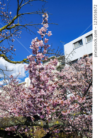 靜岡縣熱海市熱海櫻花、絲川散步道、2月初 123058672