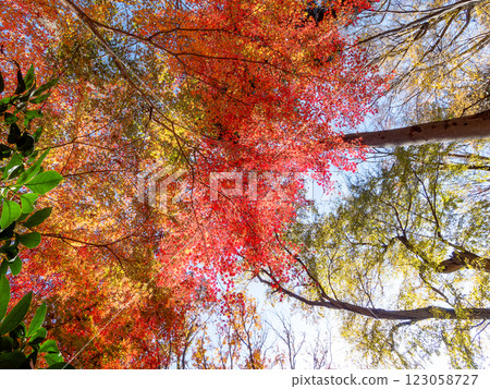Brilliantly colored autumn leaves shining on a clear, late autumn day 123058727