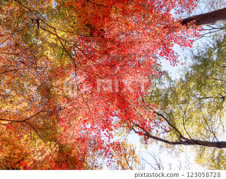 Brilliantly colored autumn leaves shining on a clear, late autumn day 123058728