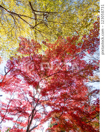 Brilliantly colored autumn leaves shining on a clear, late autumn day 123058731