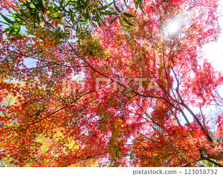 Brilliantly colored autumn leaves shining on a clear, late autumn day Brilliantly colored autumn leaves shining on a clear, late autumn day 123058732