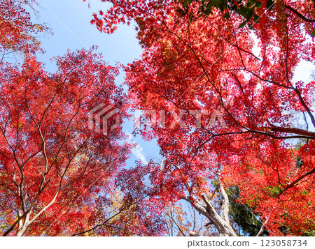 Brilliantly colored autumn leaves shining on a clear, late autumn day Brilliantly colored autumn leaves shining on a clear, late autumn day 123058734