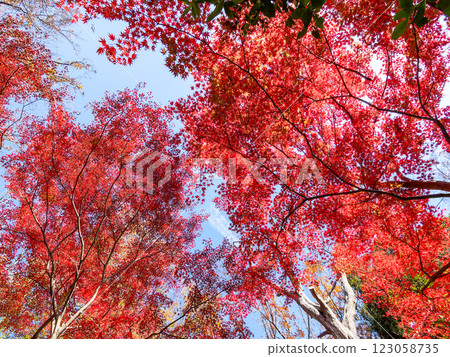 Brilliantly colored autumn leaves shining on a clear, late autumn day 123058735