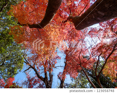 Brilliantly colored autumn leaves shining on a clear, late autumn day Brilliantly colored autumn leaves shining on a clear, late autumn day 123058748