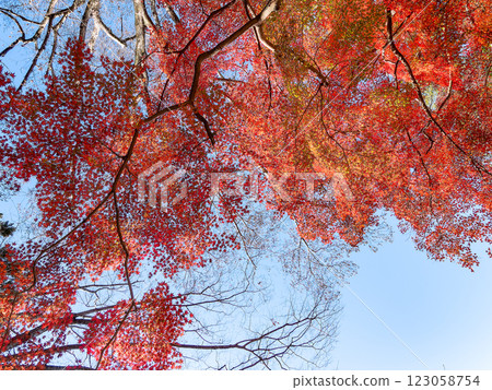 秋葉絢爛，在晴朗的深秋陽光下閃閃發光 123058754