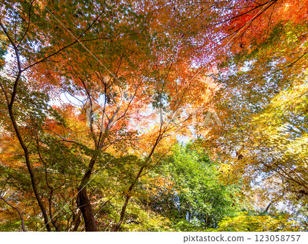 秋葉絢爛，在晴朗的深秋陽光下閃閃發光 123058757
