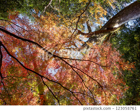 Brilliantly colored autumn leaves shining on a clear, late autumn day 123058761