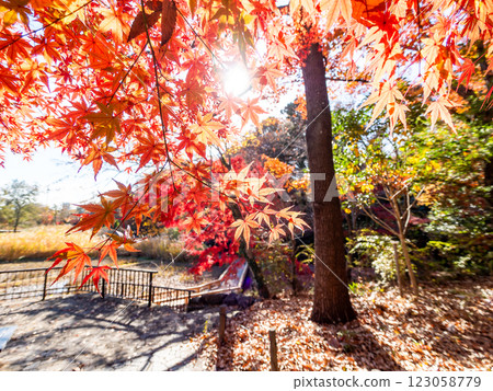 Brilliantly colored autumn leaves shining on a clear, late autumn day 123058779