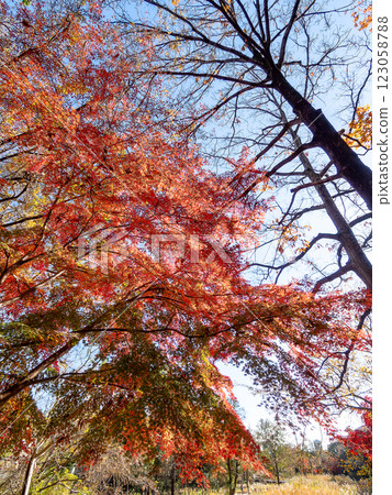 Brilliantly colored autumn leaves shining on a clear, late autumn day 123058788
