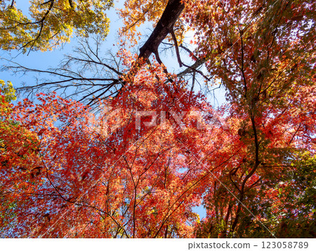 Brilliantly colored autumn leaves shining on a clear, late autumn day 123058789