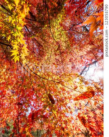 Brilliantly colored autumn leaves shining on a clear, late autumn day 123058790