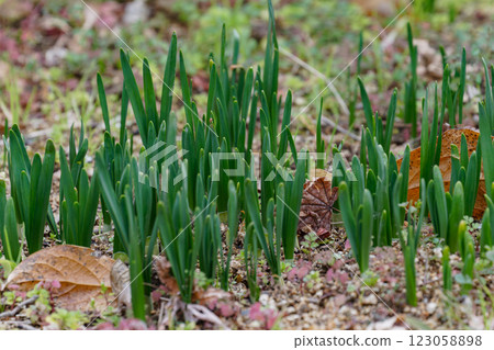 Spring coming 123058898