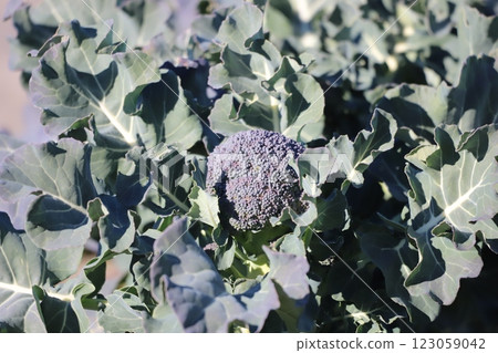 Broccoli in the field 123059042