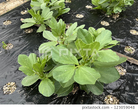 家庭花園中生長的蠶豆照片 家庭花園中生長的蠶豆照片 123059048