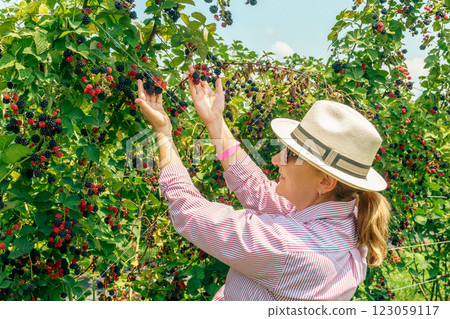 Harvesting blackberries 123059117
