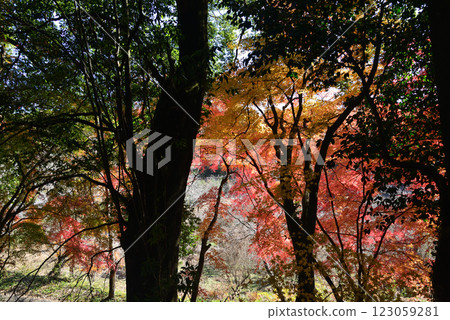 觀音山梅村 2024-12-1 #46 123059281