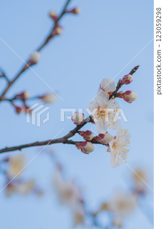 White plum blossoms against the blue sky [Spring] 123059298