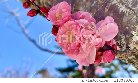 初春藍天映襯下，紅梅盛開（南公園（葵梅林）/愛知縣岡崎） 123059303