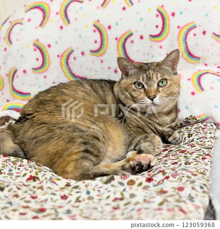 Brown pheasant cat looking at you from a patterned cushion Brown pheasant cat looking at you from a patterned cushion 123059368