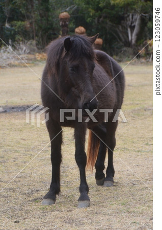 Misakiuma at Cape Toi (Ono, Kushima City, Miyazaki Prefecture) Misakiuma at Cape Toi (Ono, Kushima City, Miyazaki Prefecture) 123059746