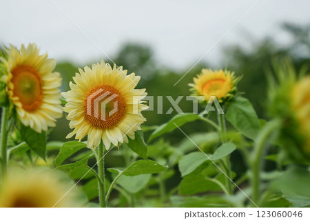 罕見的白色向日葵 123060046