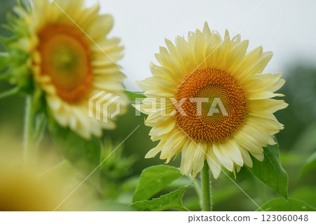 白色向日葵的美麗 123060048