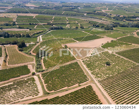 Aerial view of vineyard plantations 123060434