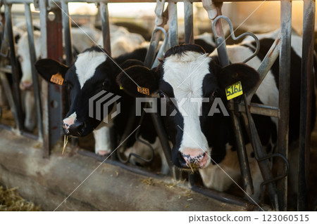 Black and white cows eating hay peeking through stall fence on farm Black and white cows eating hay peeking through stall fence on farm 123060515