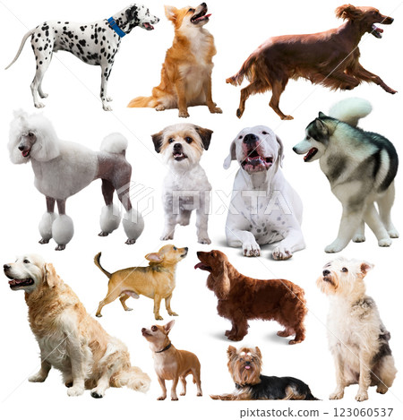 Image of dogs of different breeds 123060537